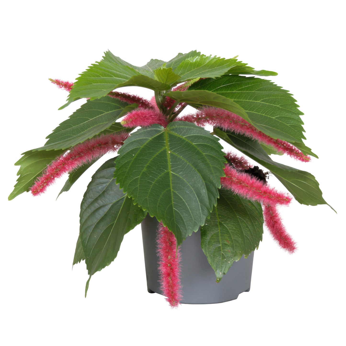 Acalypha hispida 20cm 13cm Pot