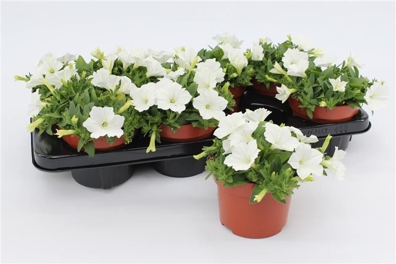 Petunia Surfinia Baby White 15cm 13cm Pot