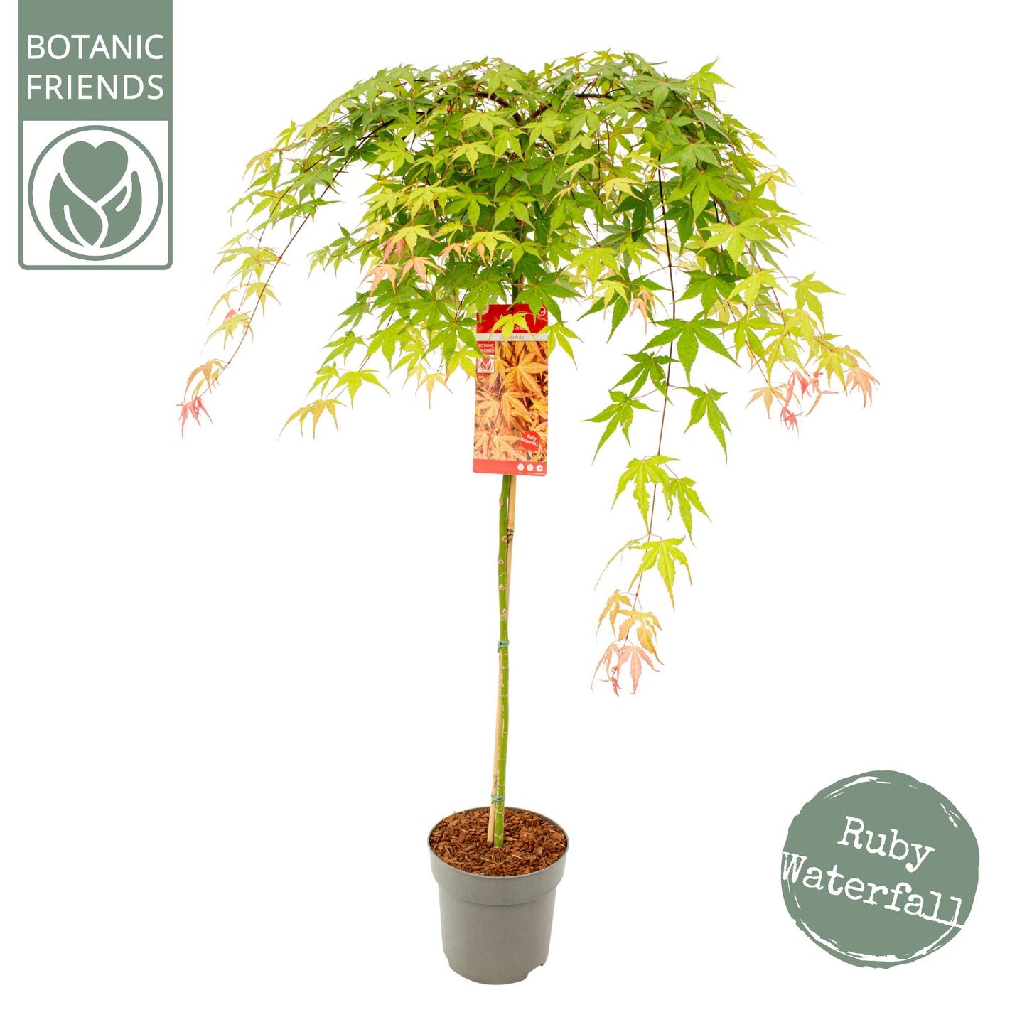 Acer palm Cascade Ruby 130cm 24cm Pot