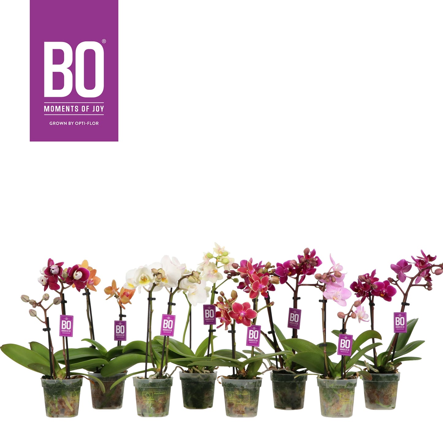 Opti-Flor Phalaenopsis mix Pack of 20