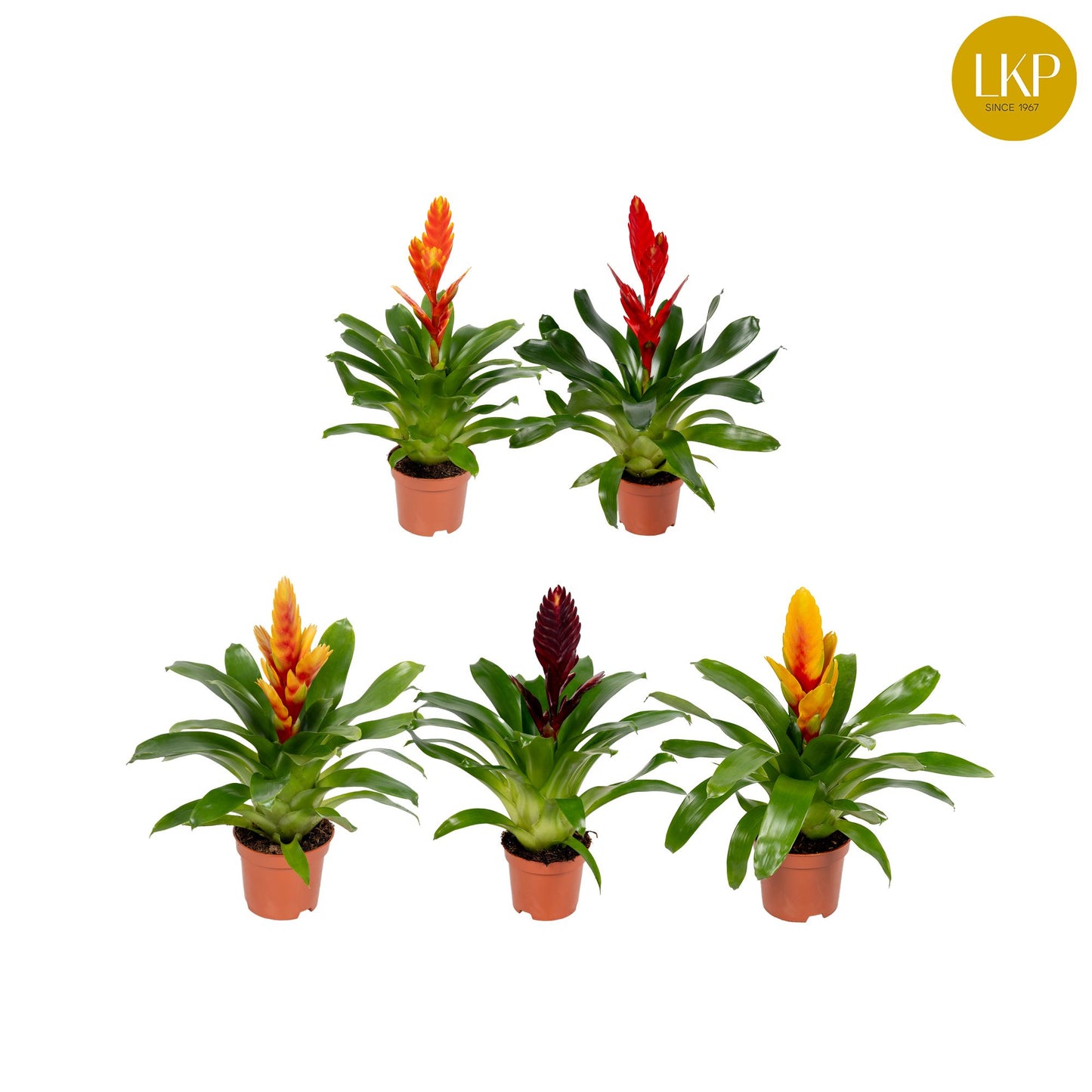 Vriesea mix 30cm 10.5cm Pot