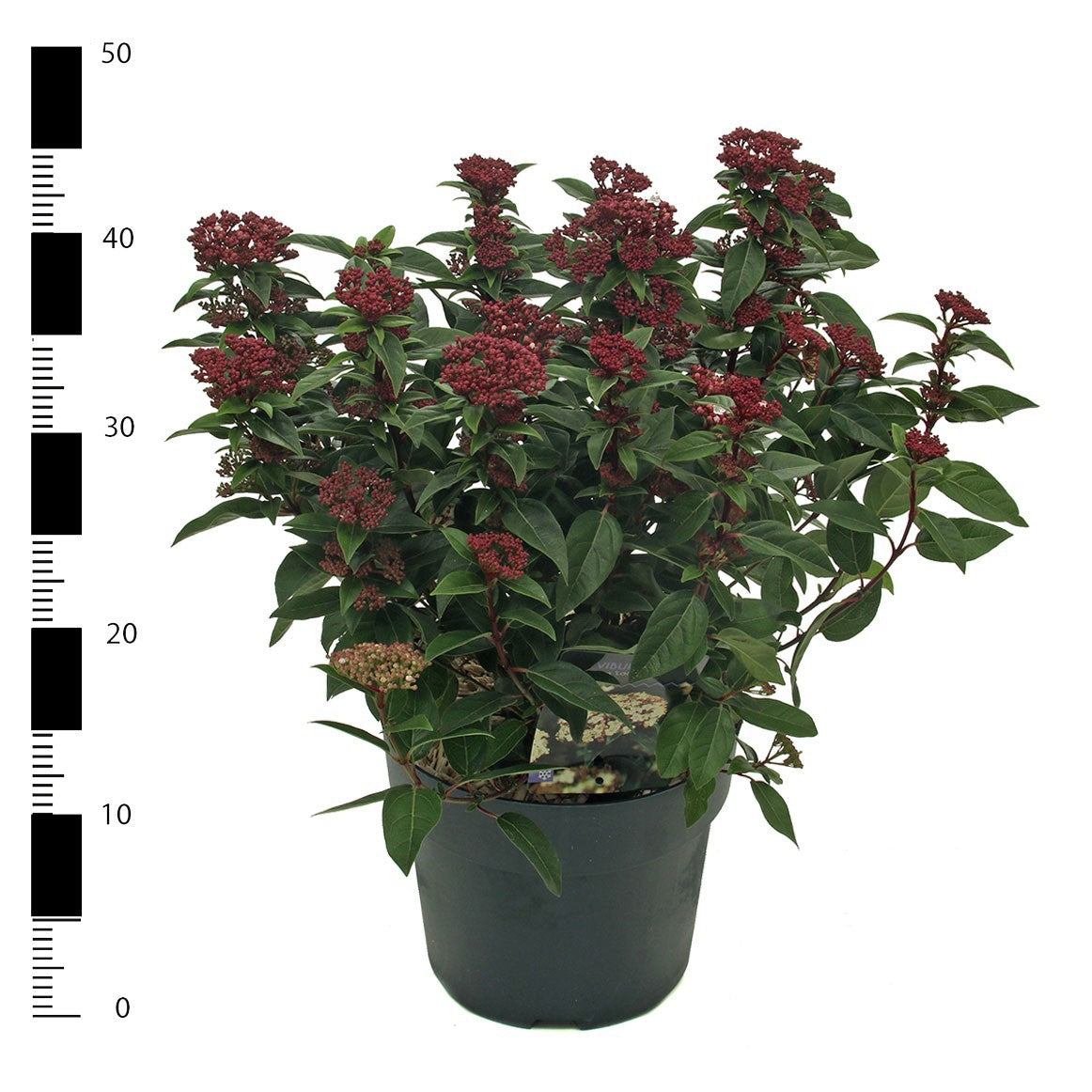 Viburnum tinus Spirit 40cm 23cm Pot