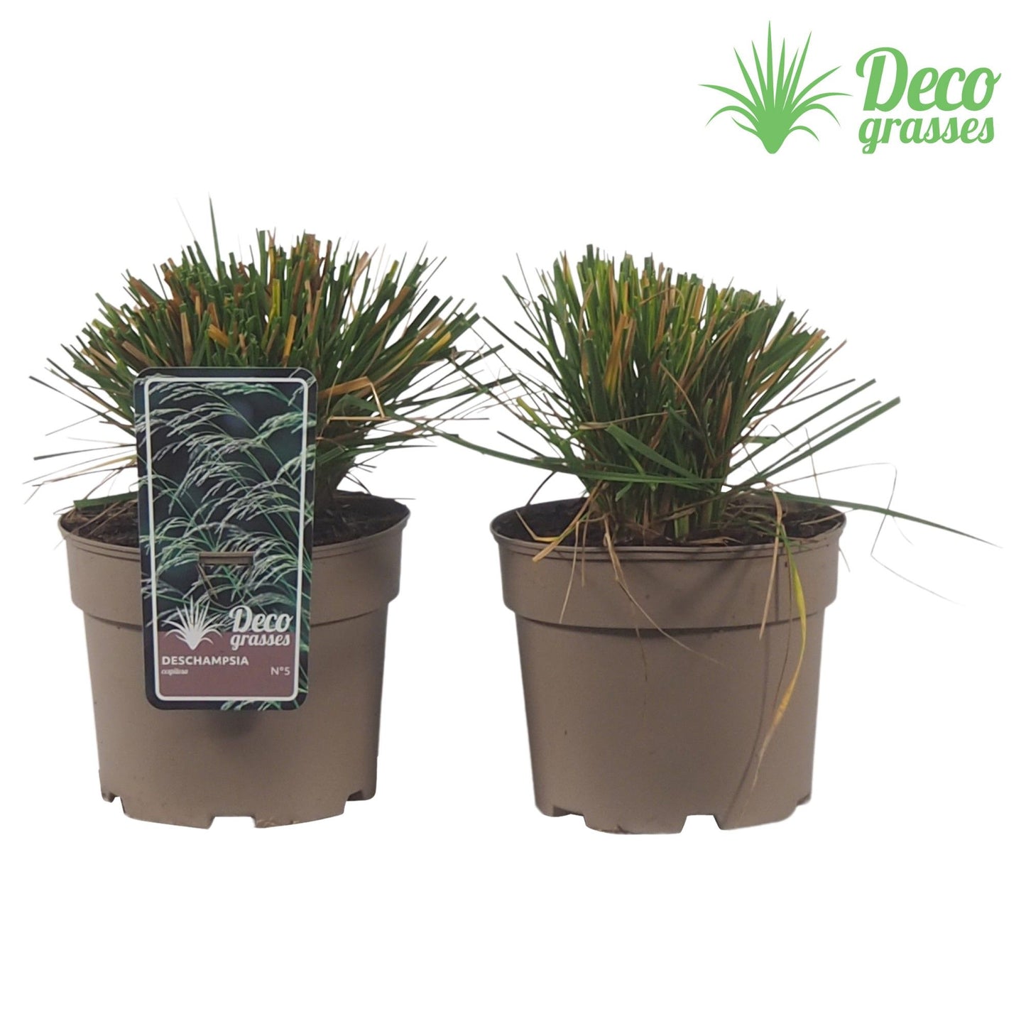 Deschampsia cespitosa 30cm 19cm Pot