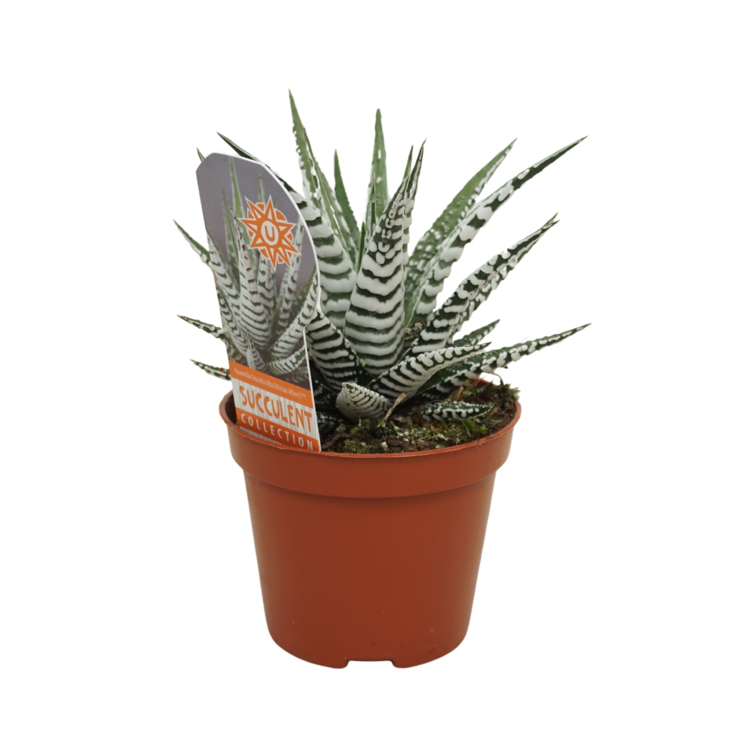 Haworthia Alba 14cm Special Pot (508)