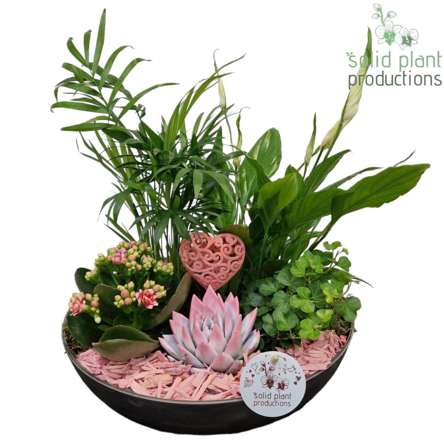 arr. Kamerplanten SCE011PINKVM 40cm 30cm Pot