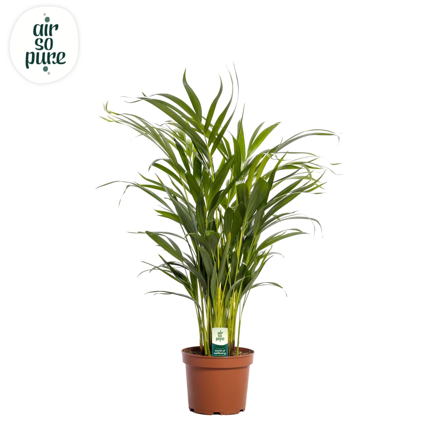 Dypsis lutescens 65cm 17cm Pot
