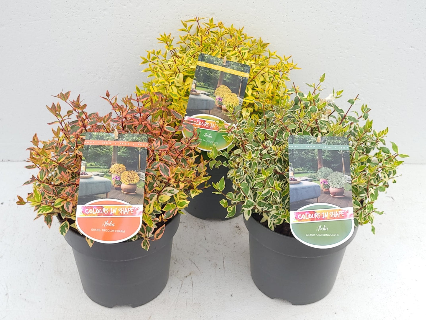 Abelia grandiflora Colours in Shape mix 35cm 23cm Pot