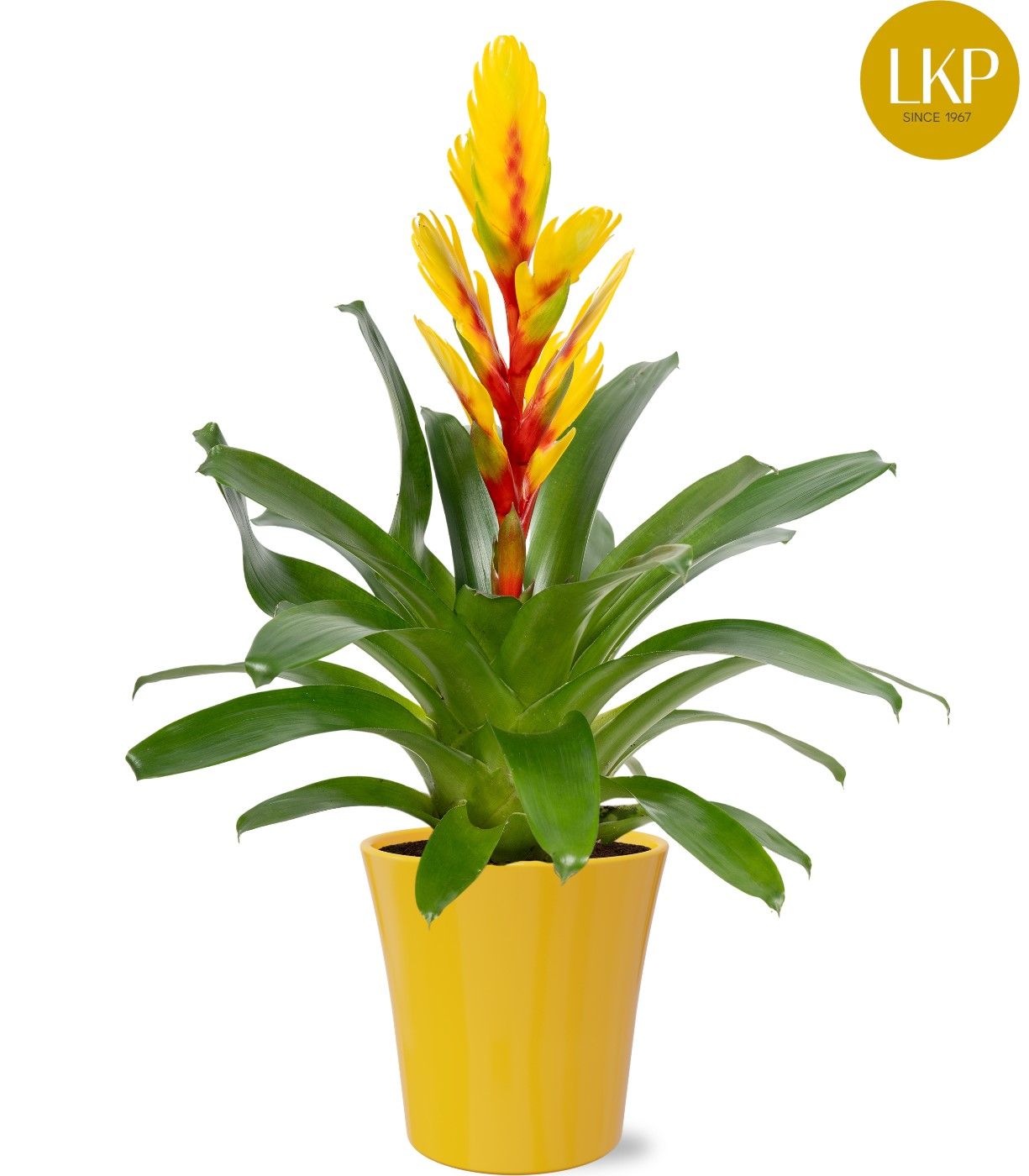 Vriesea Intenso Yellow (+ drp.ceramic) 45cm 13cm Pot