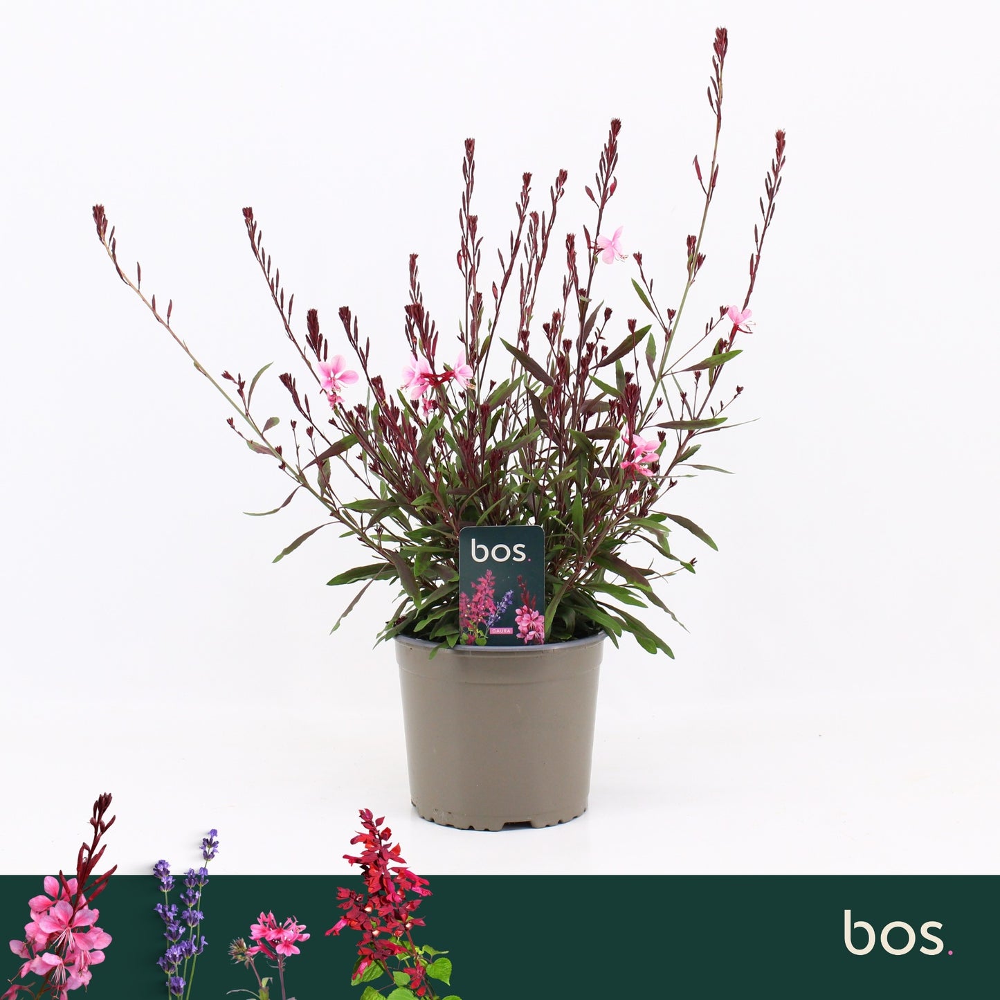 Gaura Gaudi Rose 35cm 17cm Pot