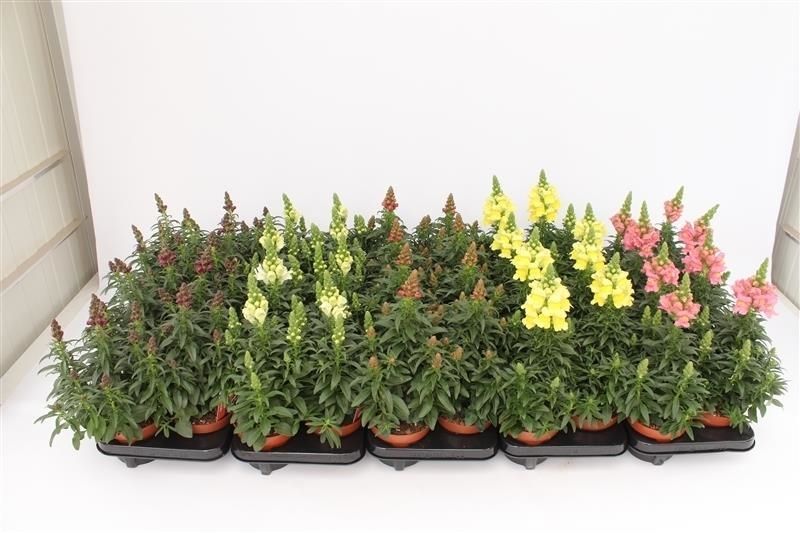 Antirrhinum mix 35cm 13cm Pot