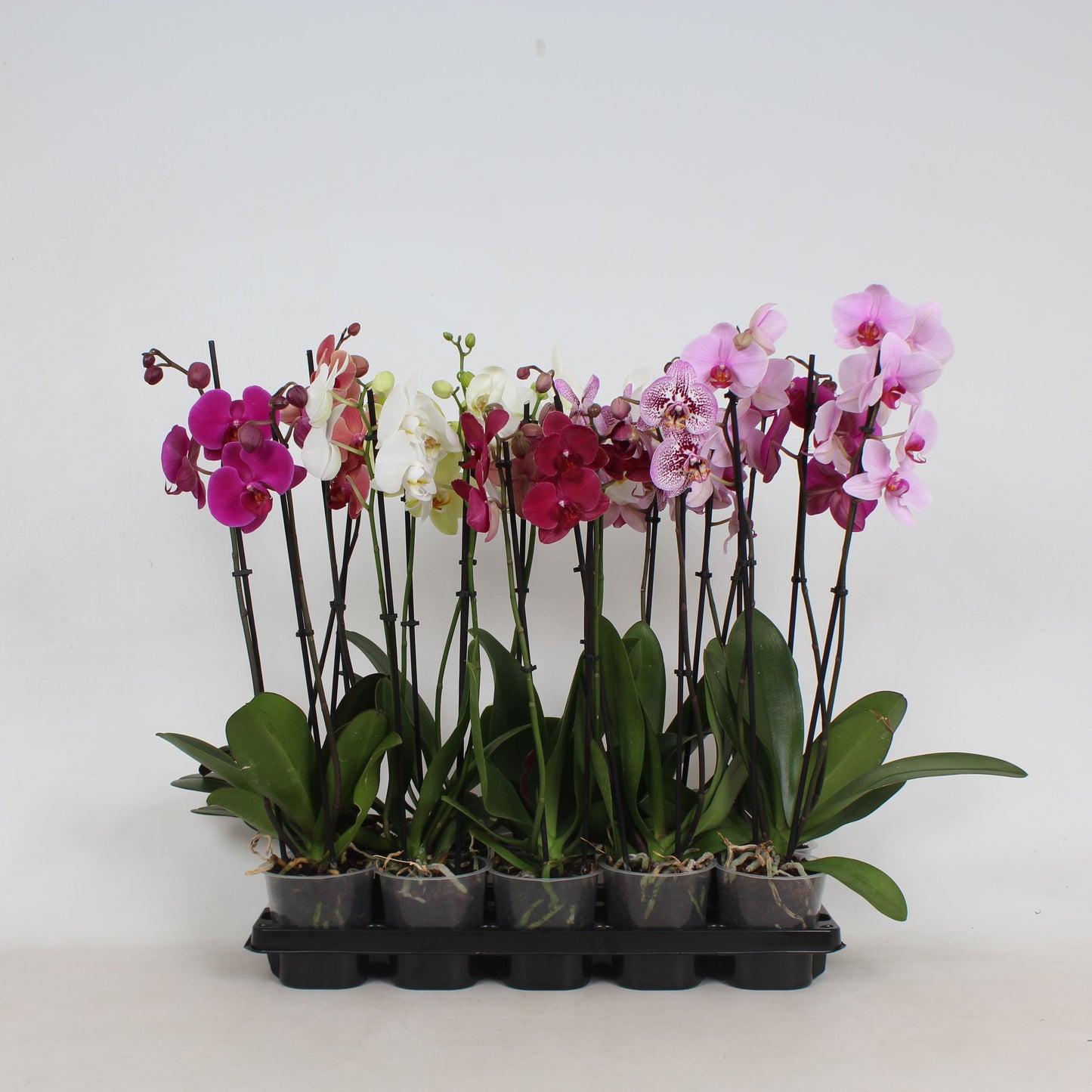 Phalaenopsis mix shapes 50cm 12cm Pot