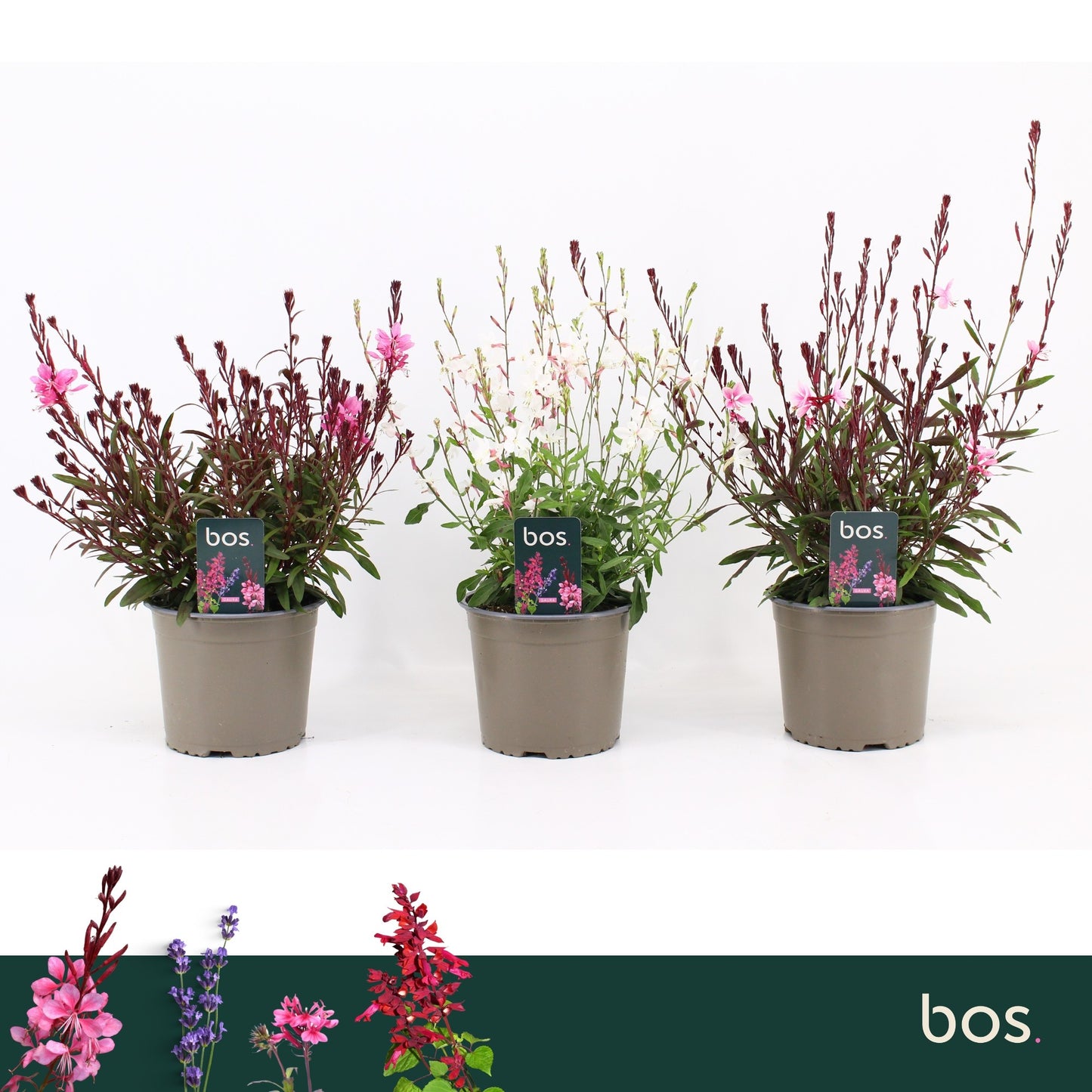 Gaura lind. mix 35cm 17cm Pot