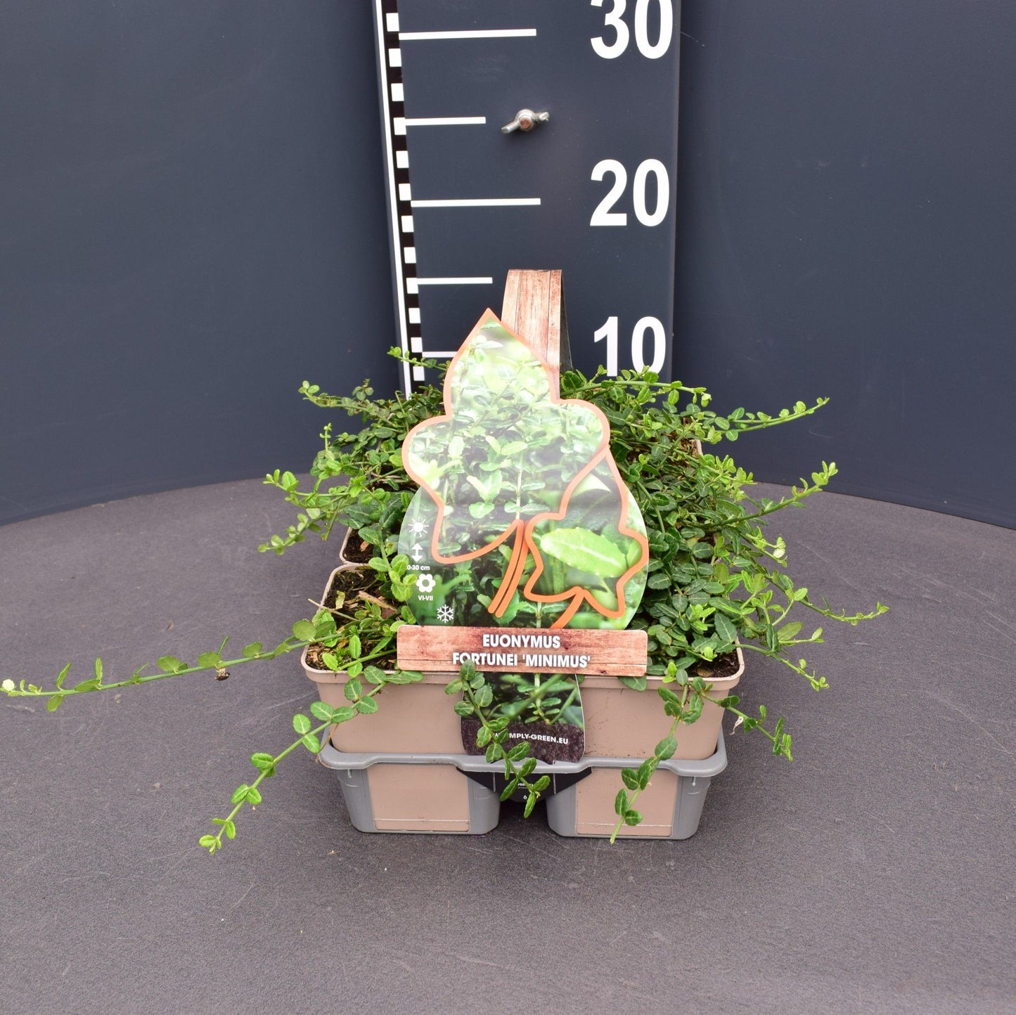 Euonymus Minimus 6-pack 5cm 9cm Pot