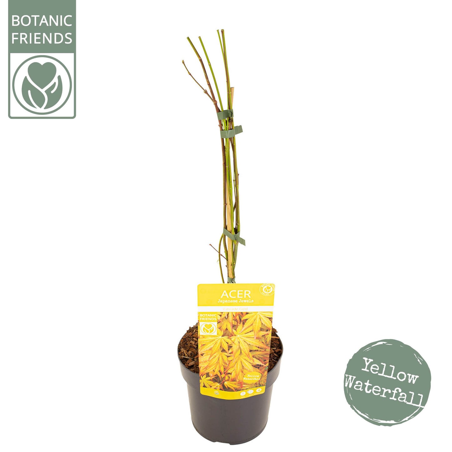 Acer palmatum 70cm 19cm Pot