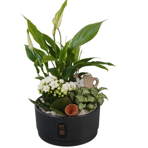 PTIB5128 Arrangementen kamerplanten 38cm 19cm Pot