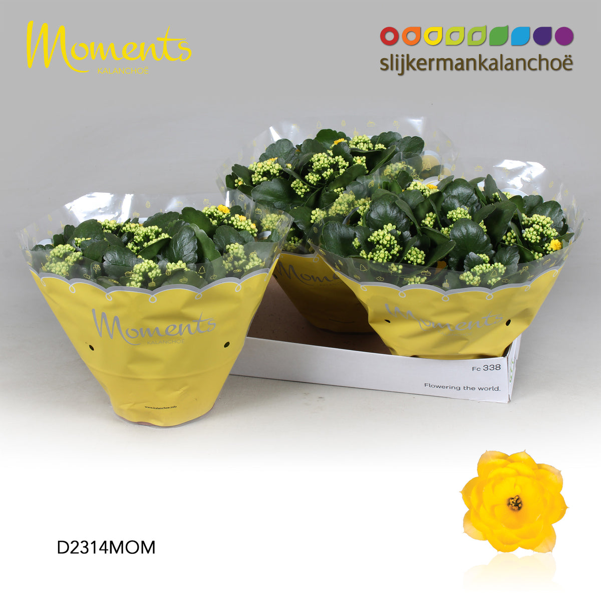 SlijkermanKalanchoe Kalanchoe Sfinx Yellow Pack of 3