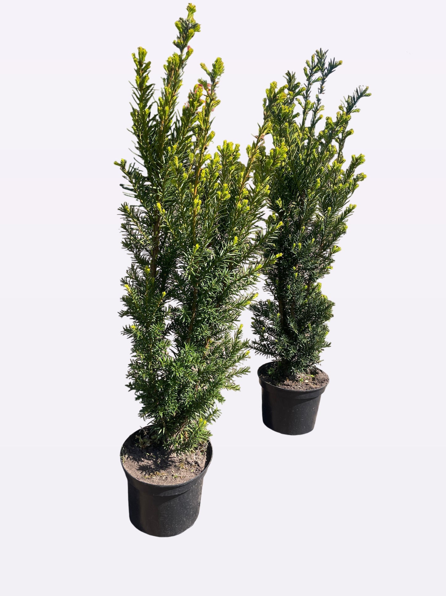 Taxus media Hicksii 95cm 21cm Pot