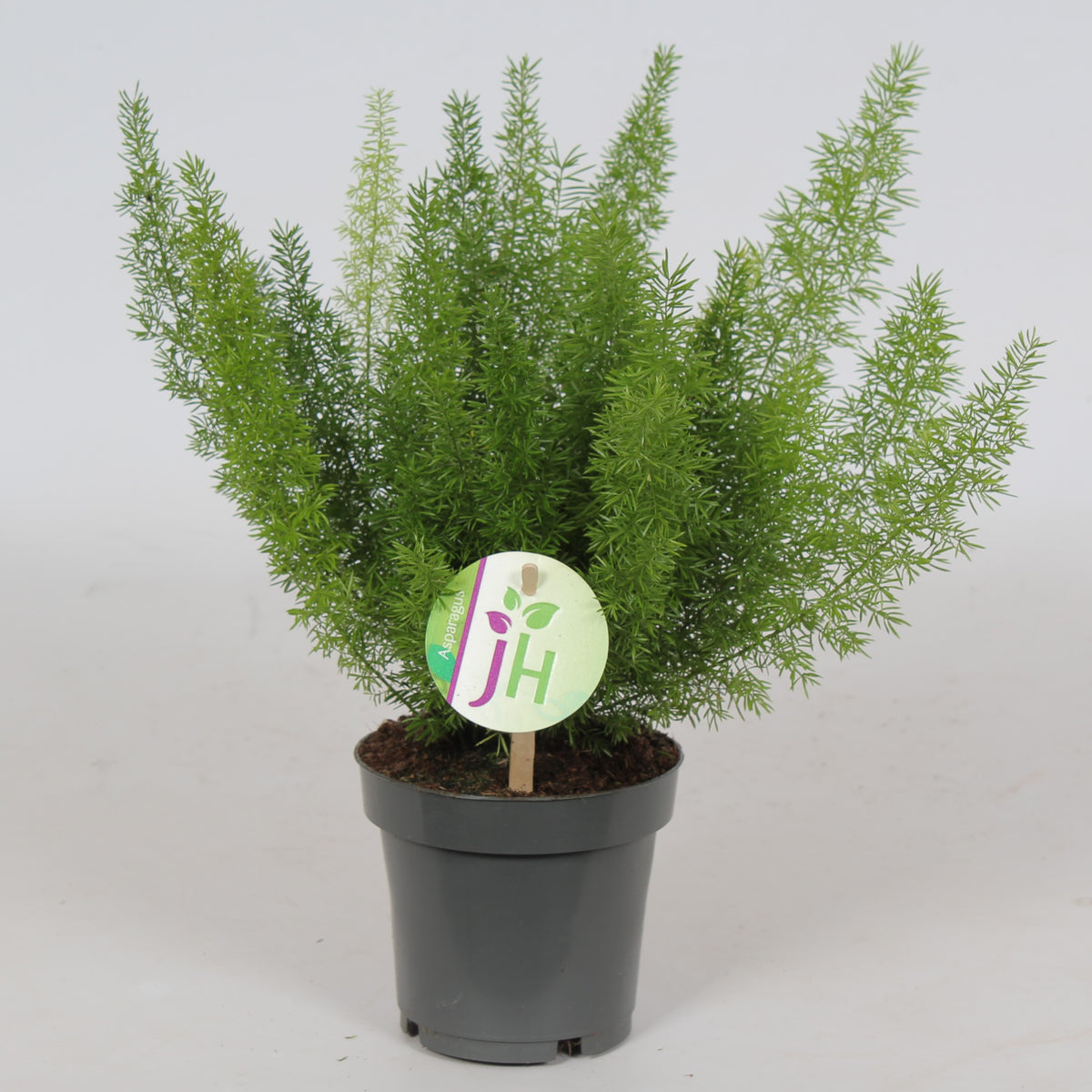 Heijnen Potplanten, J. Asparagus den. Meyers Pack of 10