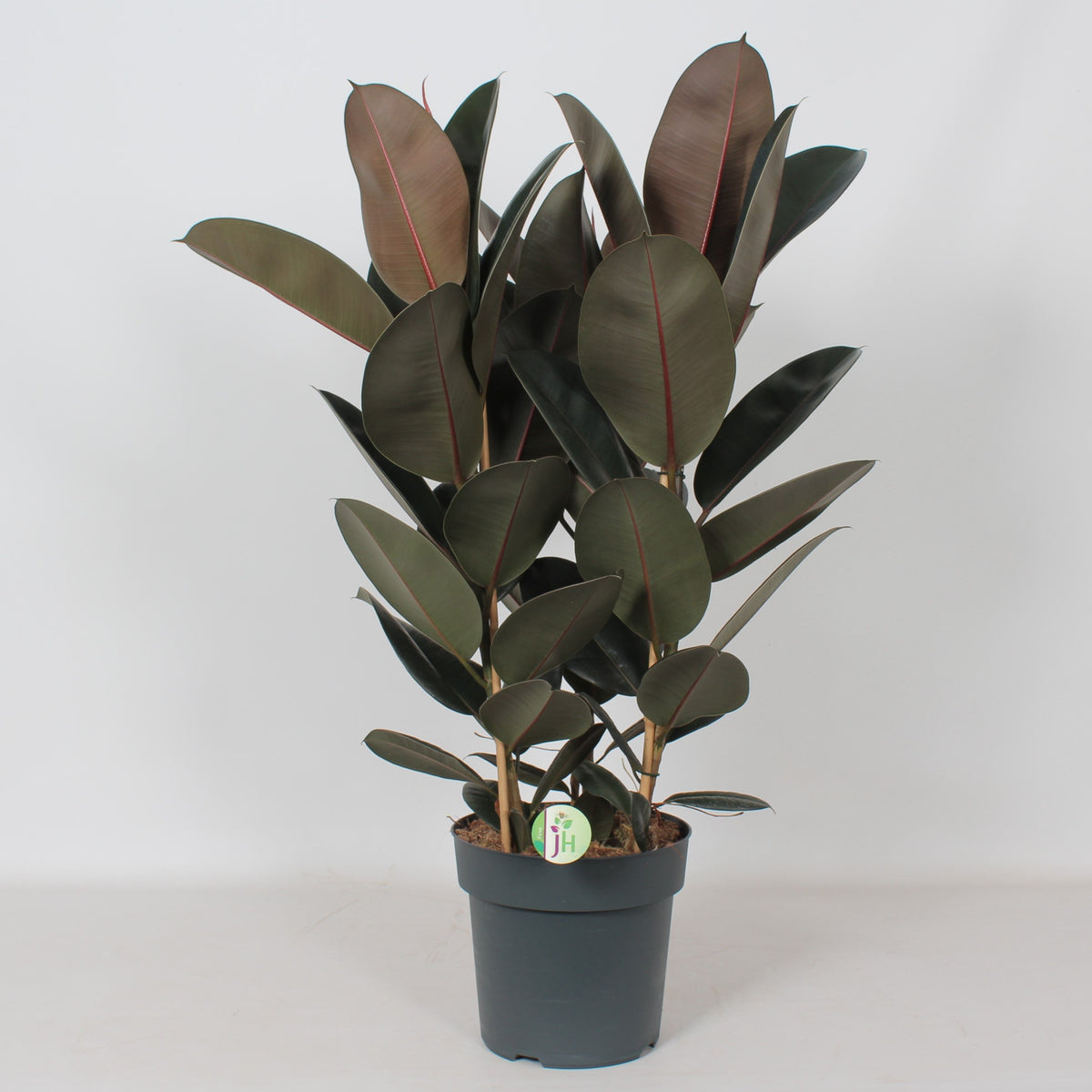 Ficus Abidjan 105cm 27cm Pot