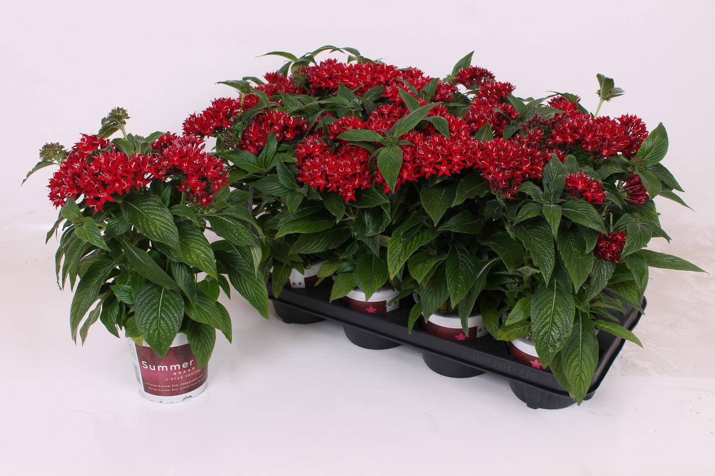 Pentas Lucky Star Dark Red 28cm 17cm Pot