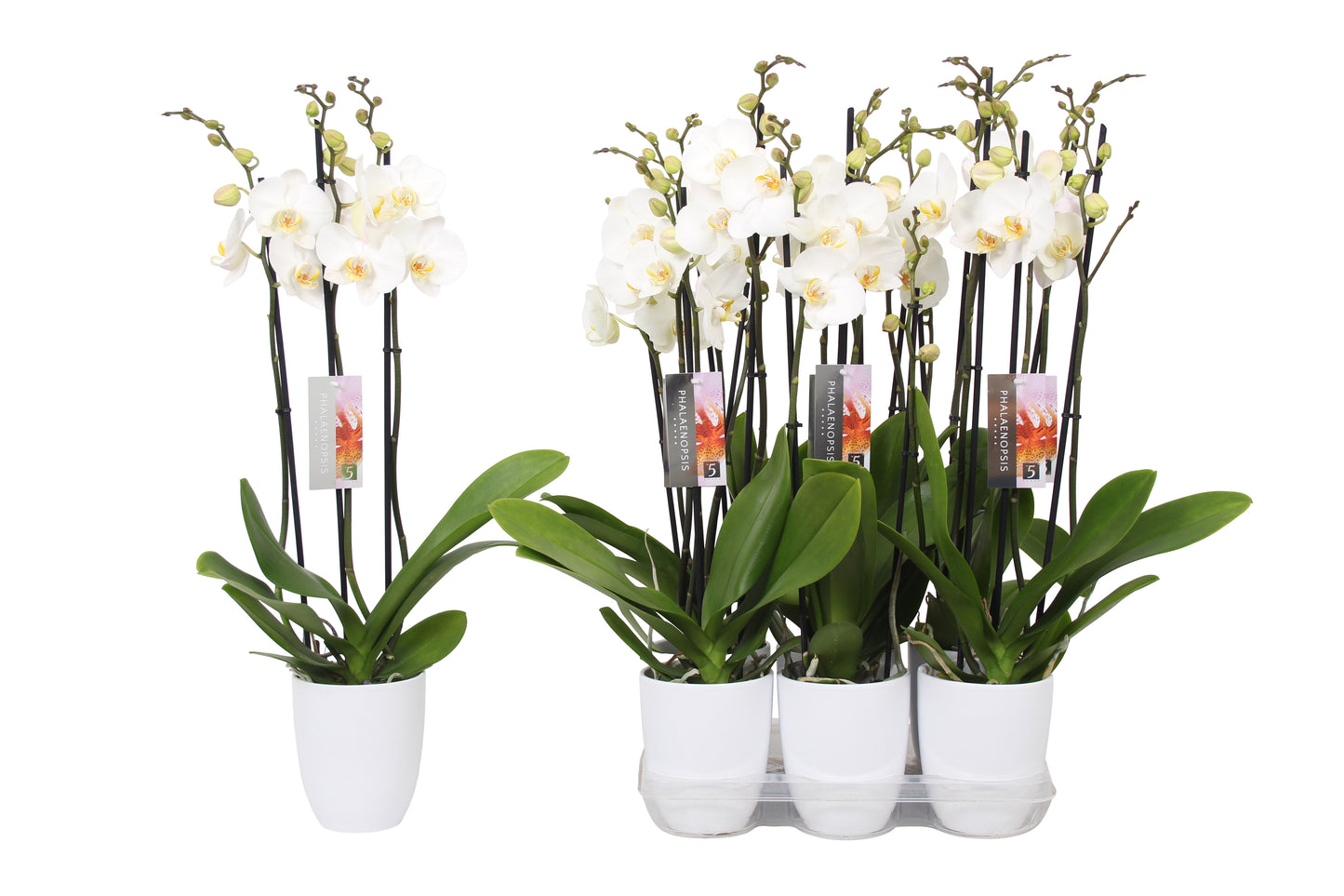 Phalaenopsis white (+ drp.ceramic) 60cm 12cm Pot