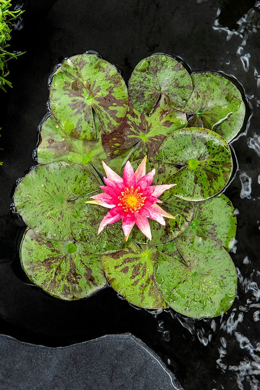 Waterplkw R. Moerings Nymphaea Red Spider Pack of 6