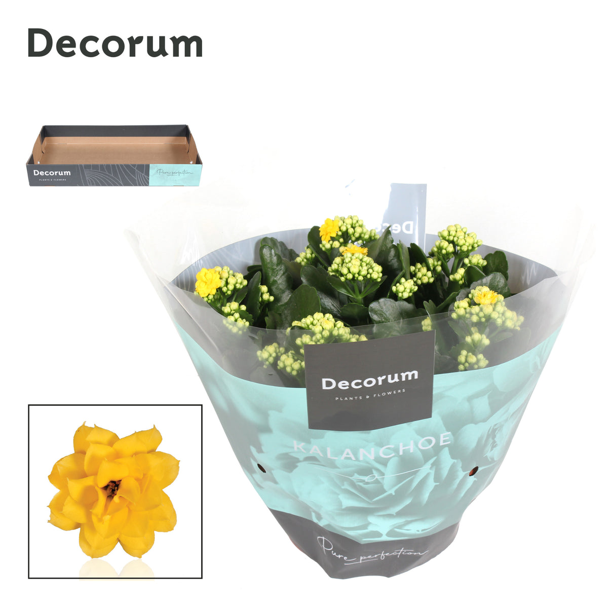 Kalanchoe Sfinx Yellow 28cm 23cm Pot