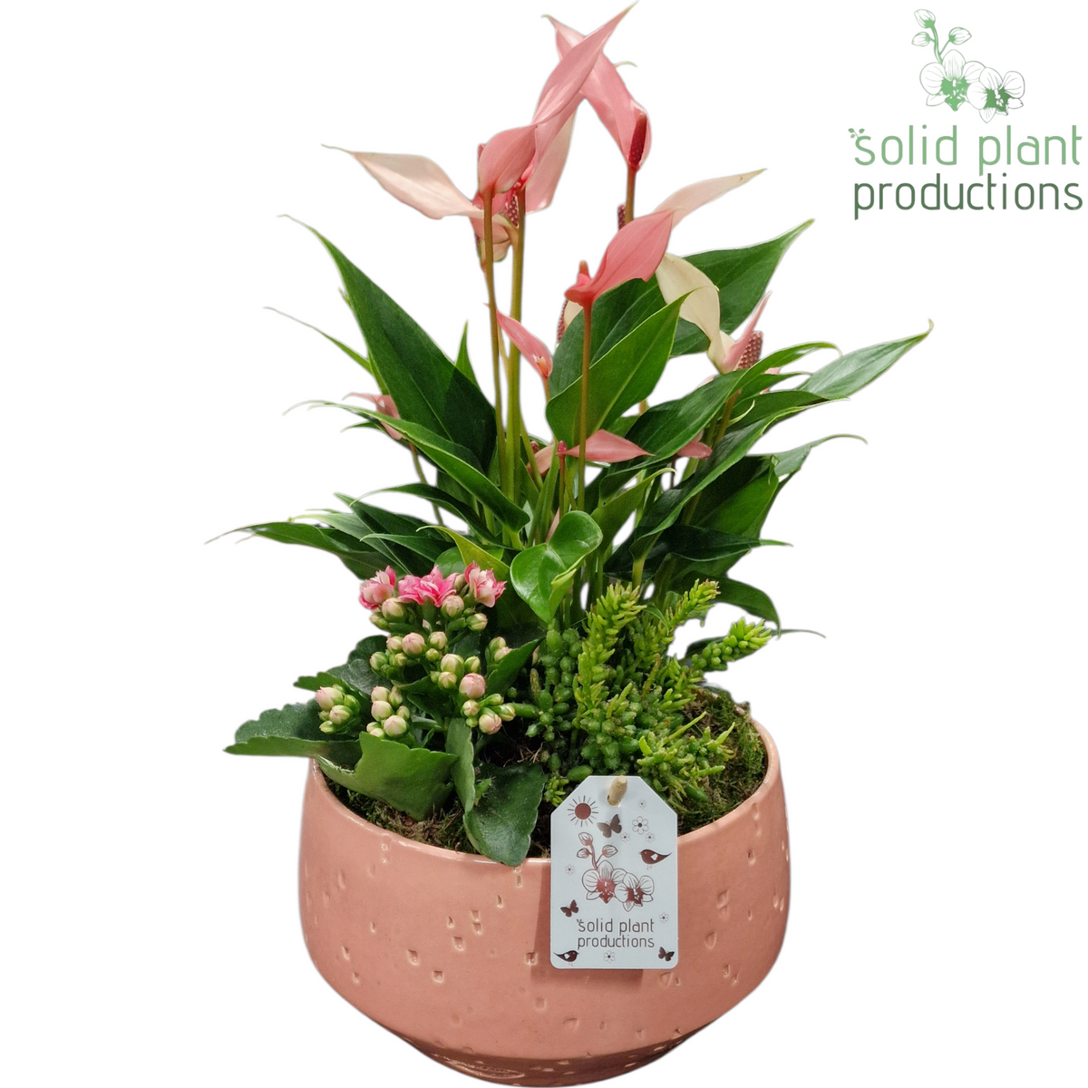 AT098 Sophia Soft Pink Mini Anthurium 40cm 19cm Pot