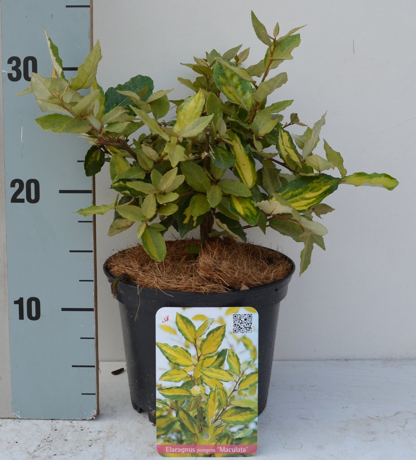 Elaeagnus pun. Maculata 30cm 17cm Pot