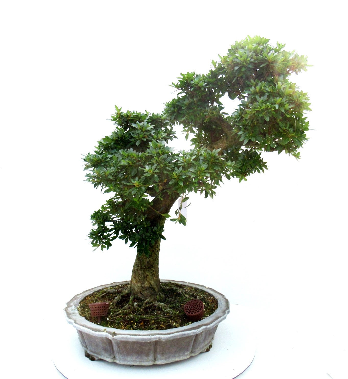 Bonsai Metasequoia Forest 75cm 41cm Pot