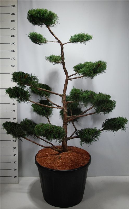 Juniperus virginiana Grey Owl 180cm 65cm Pot