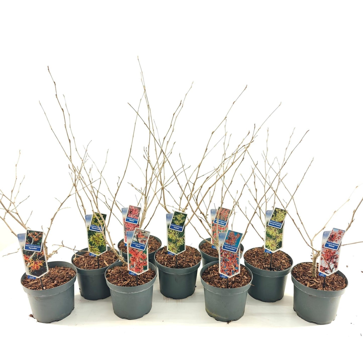 Hamamelis intermedia 40cm 23cm Pot