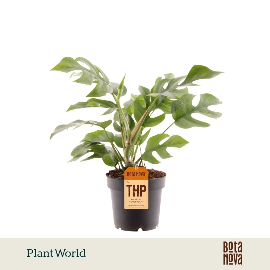 Plantworld Jogrow Rhaphidophora tetrasperma Pack of 6