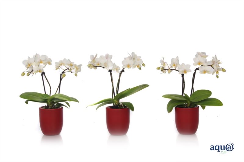 Phalaenopsis hybrid 17cm 6cm Pot