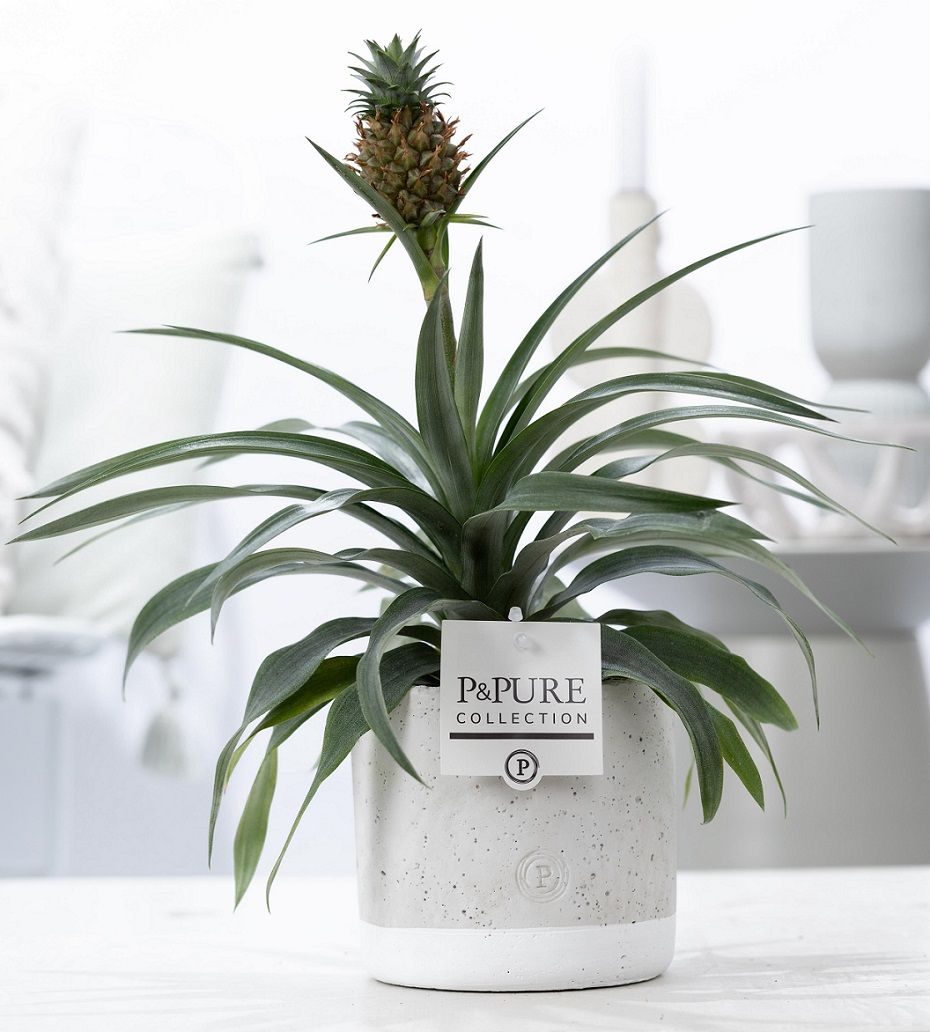 Ananas Rosita 35cm 12cm Pot