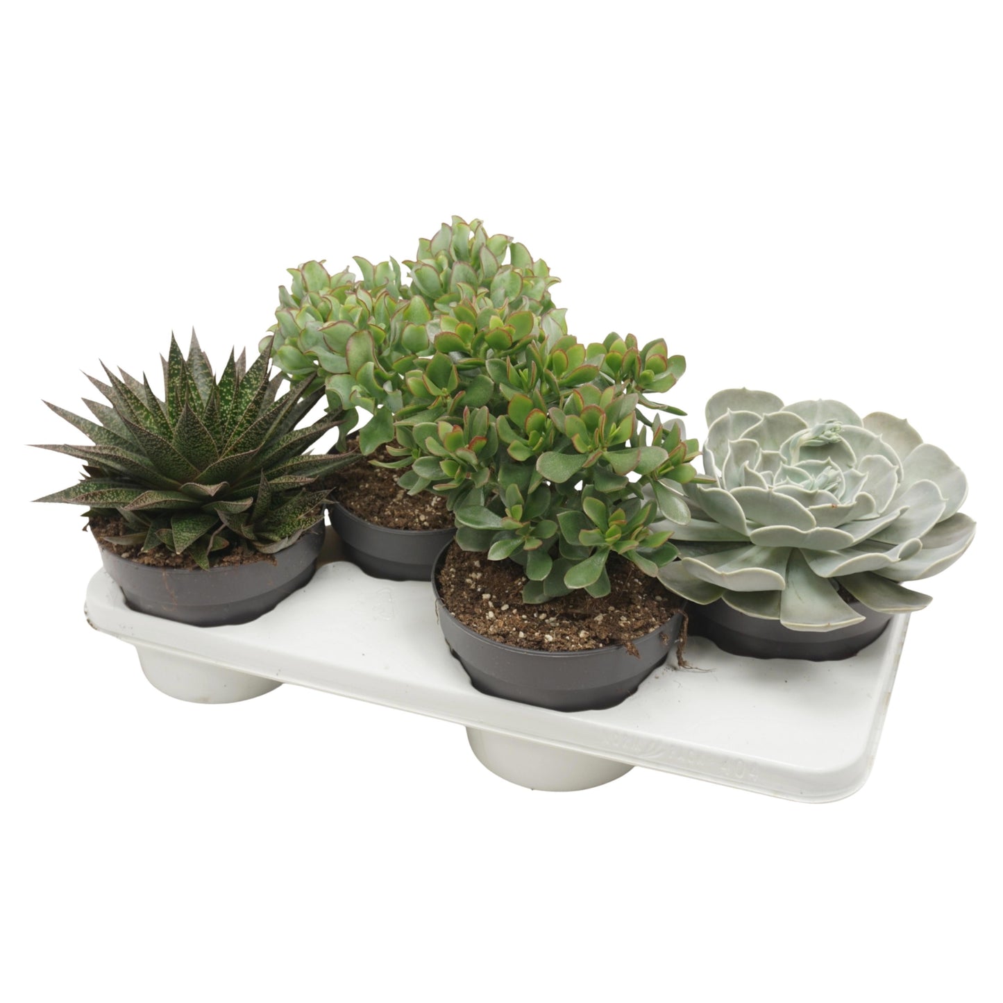 Succulent mix 25cm 17cm Pot
