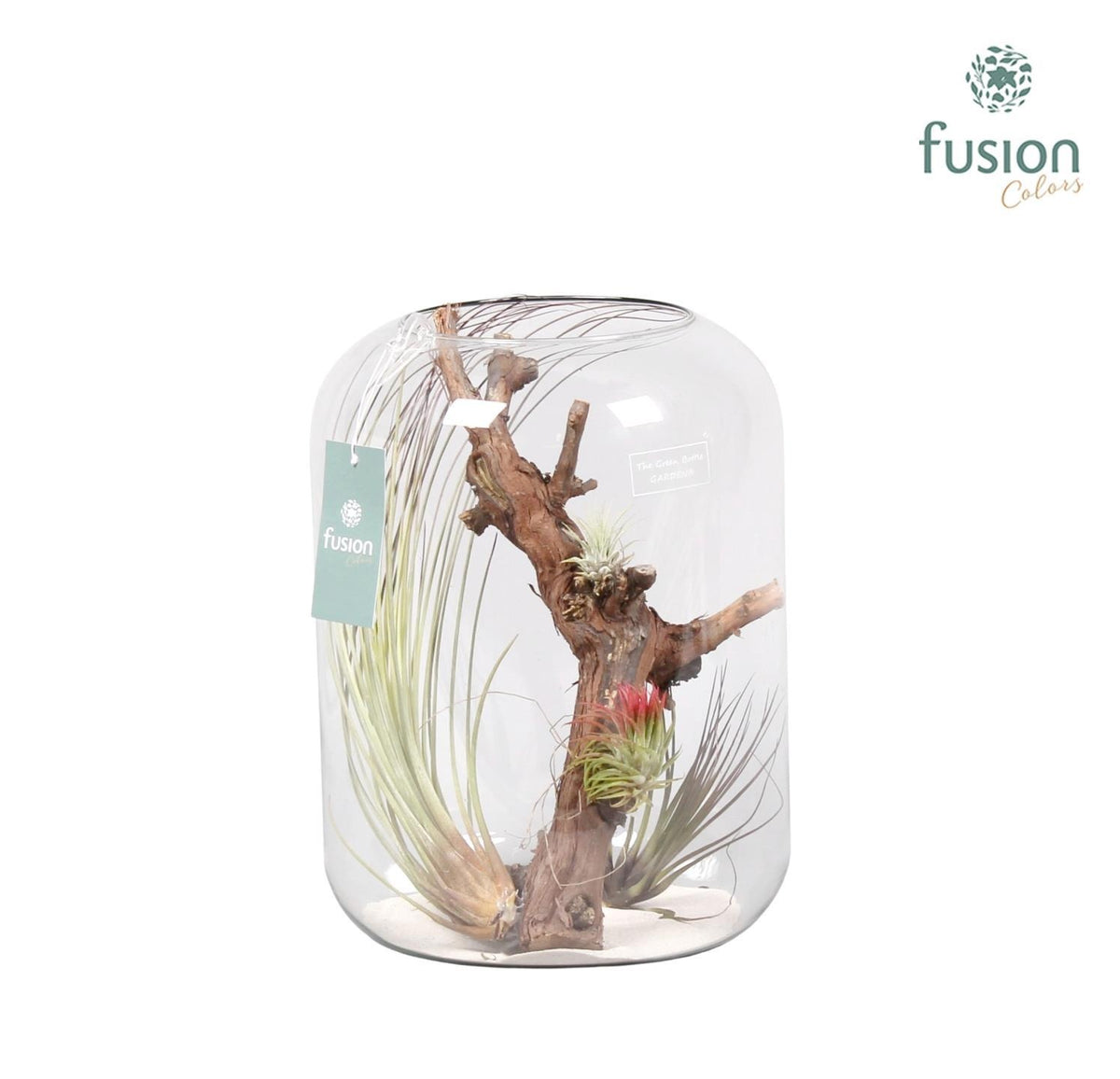arr. Tillandsia 29cm 25cm Pot