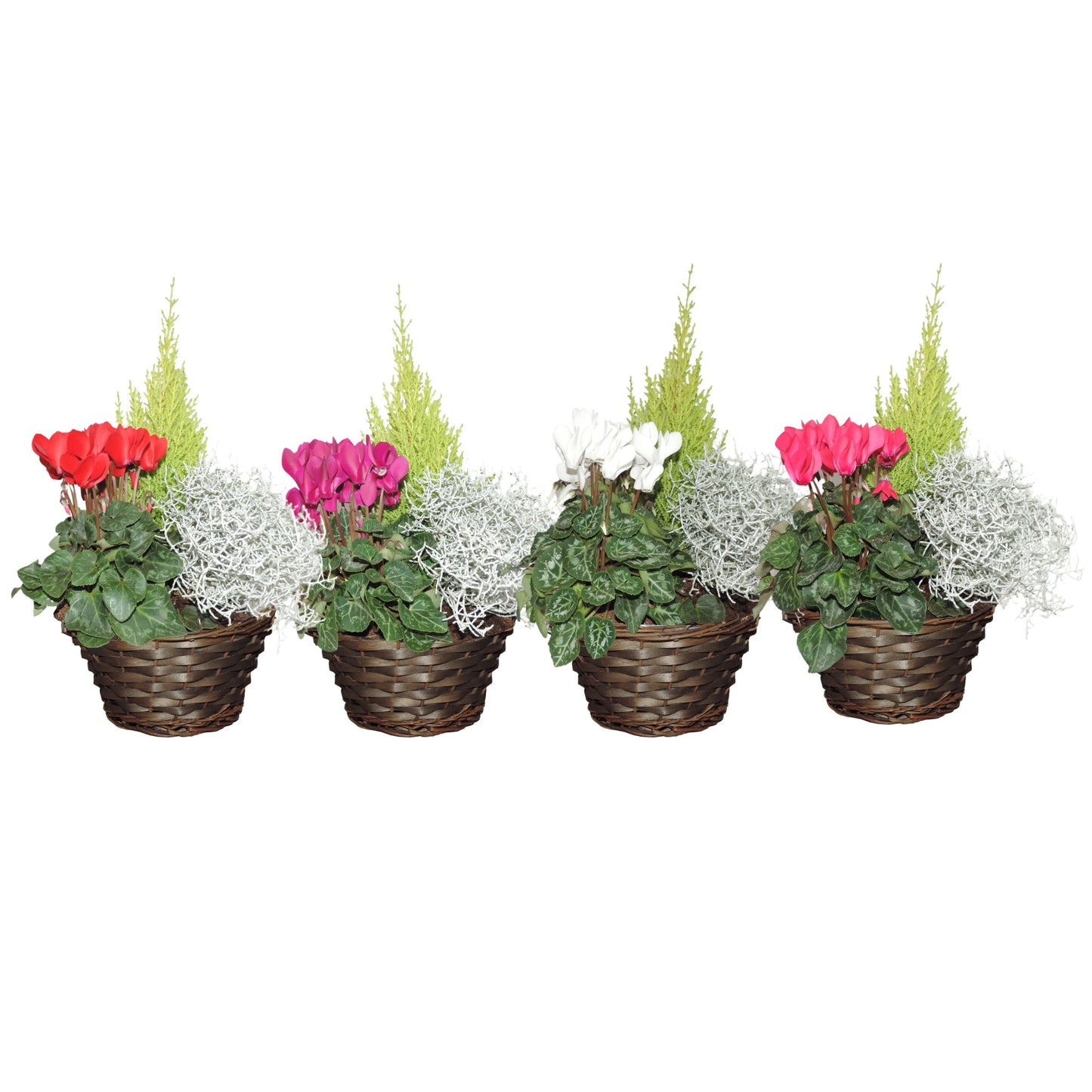 Outdoor arrangement 40cm 22cm Pot