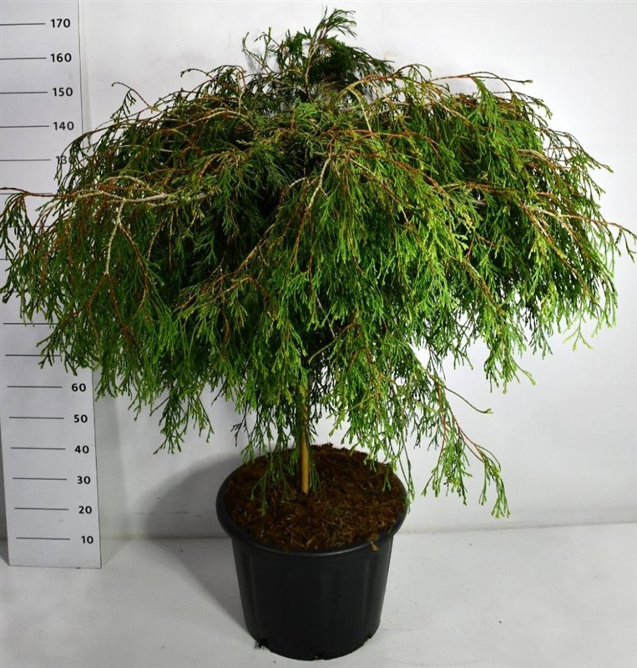 Bloemenkampen BV, Hkw. de Thuja mix Pack of 1