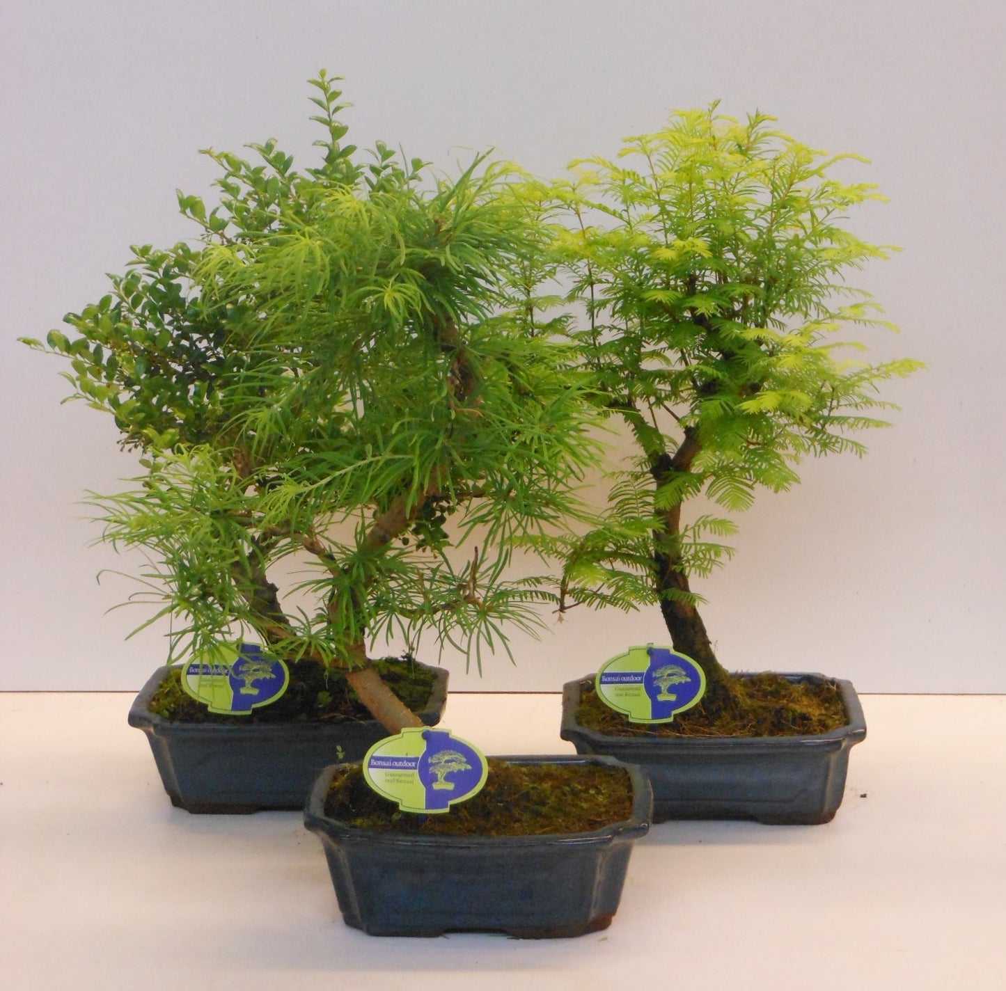 Bonsai mix (outdoor) 50cm 23cm Pot