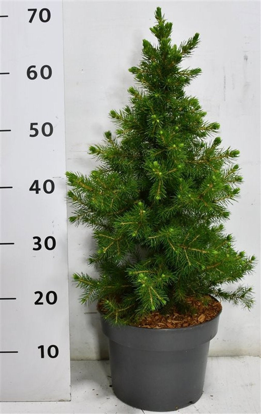 Picea abies 70cm 23cm Pot