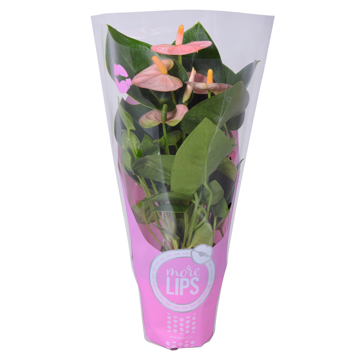 Anthurium Spirit 25cm 9cm Pot