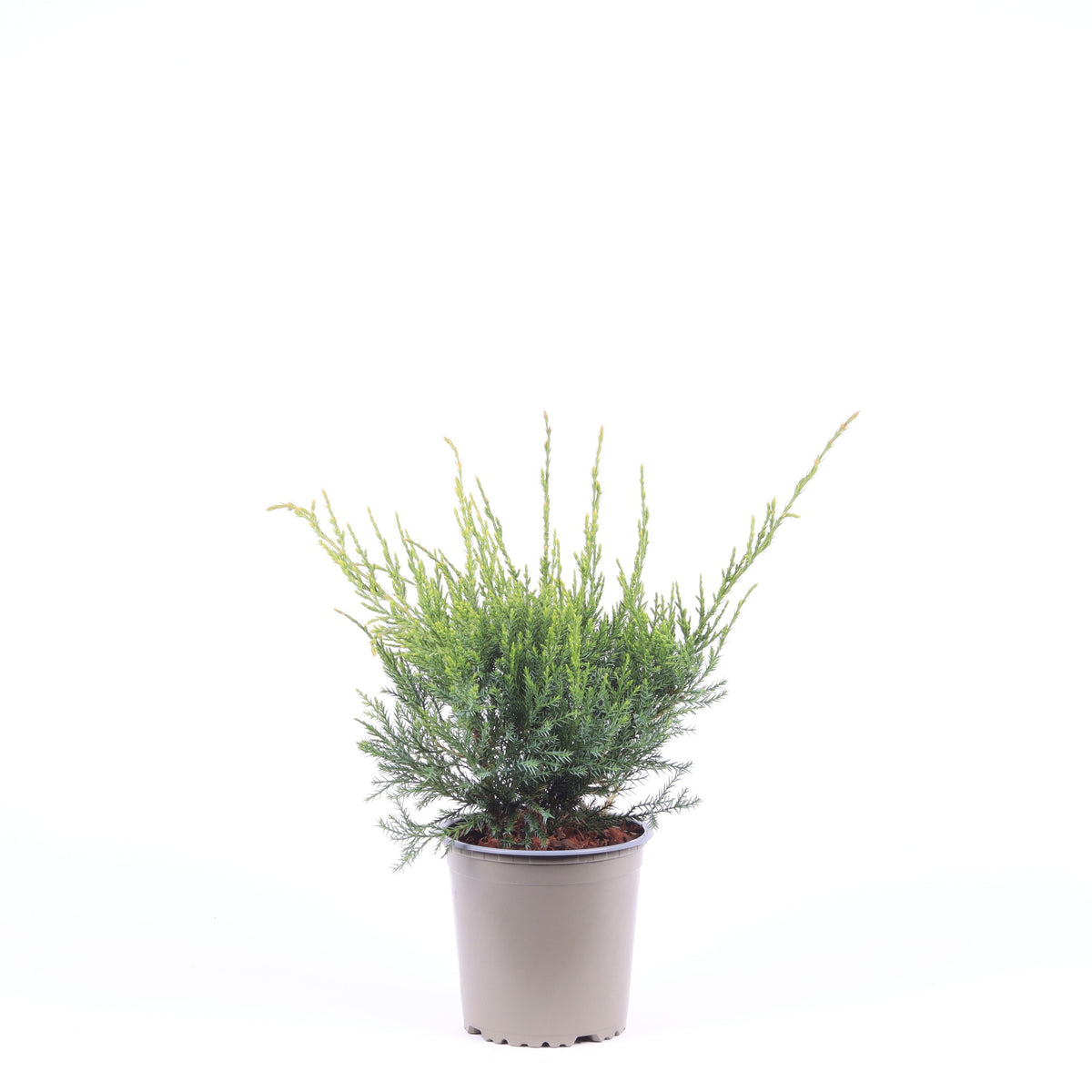Vredebest, Kwekerij Juniperus Mint Julep Pack of 8