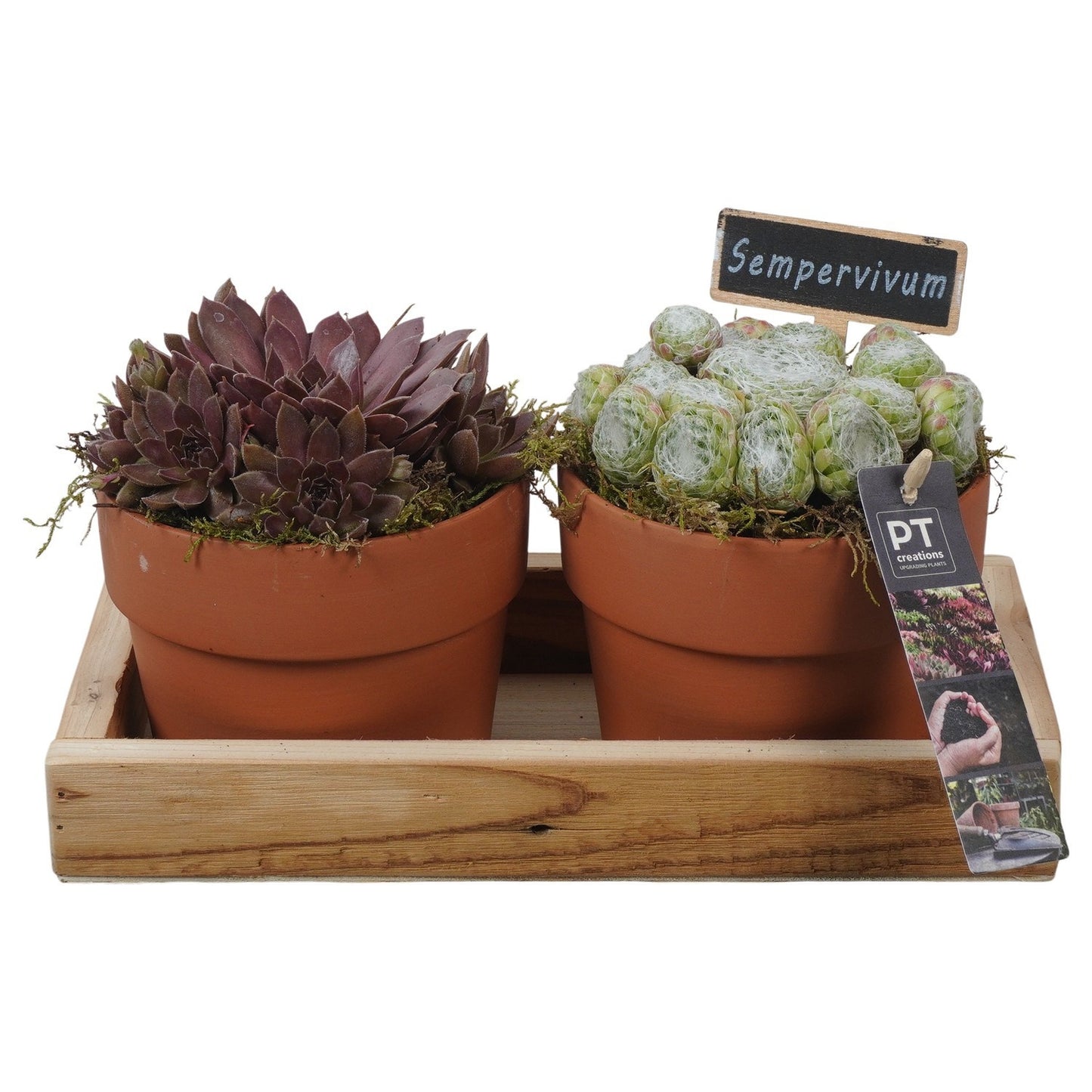 arr. Sempervivum 16cm 27cm Pot