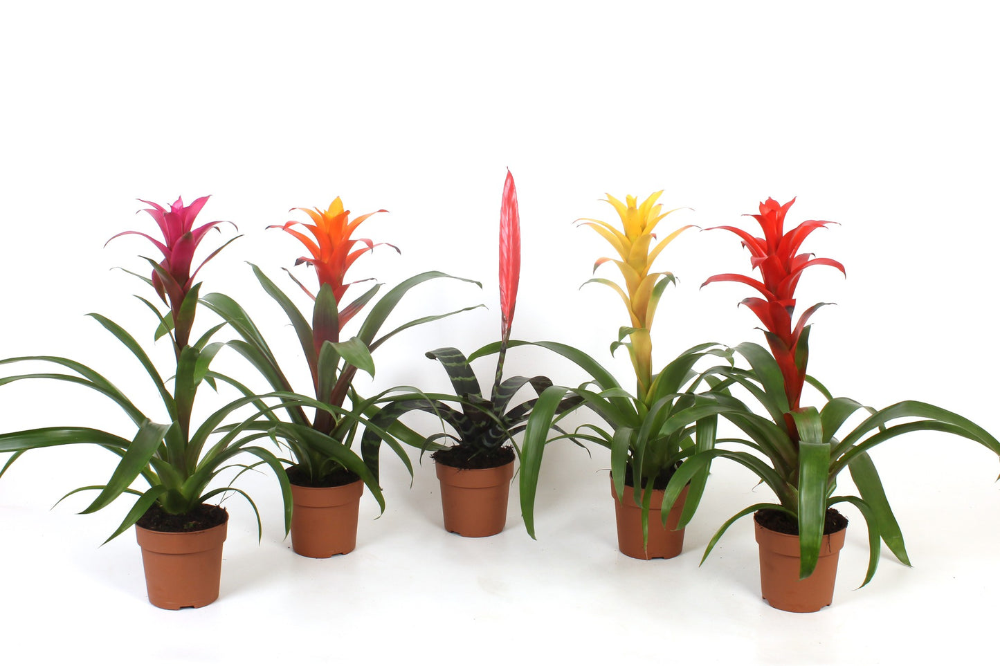 Bromelia mix 40cm 12cm Pot