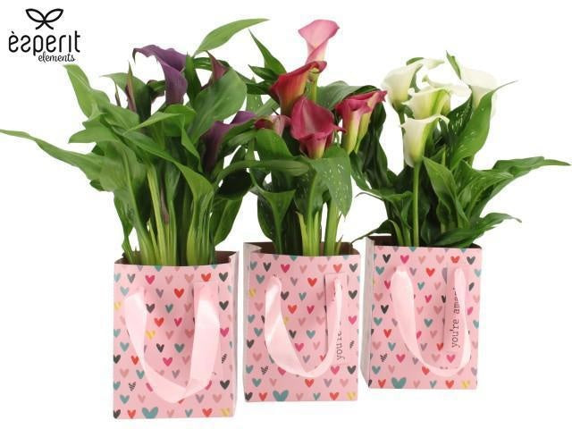 Zantedeschia mix 40cm 12cm Pot