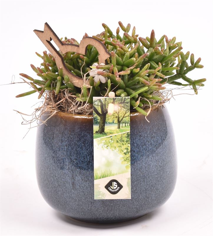 Indoor arrangement 13cm Pot