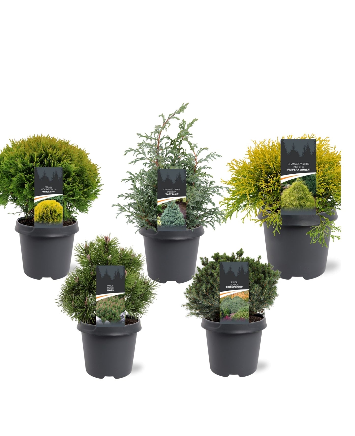 Conifer mix 45cm 23cm Pot