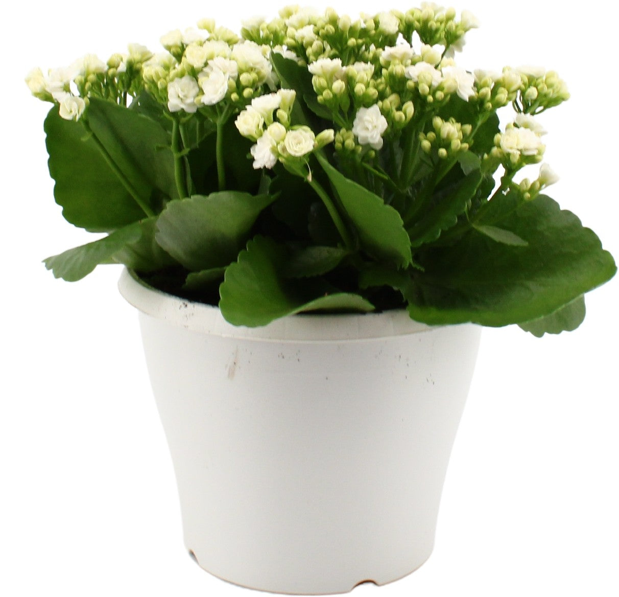Kalanchoe Perfecta White 30cm 19cm Pot