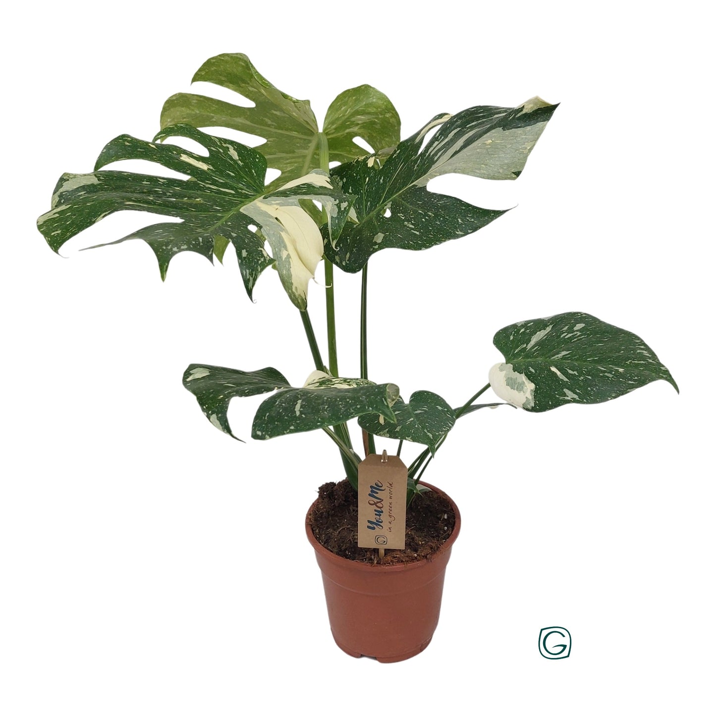 Monstera Thai Constellation 65cm 17cm Pot